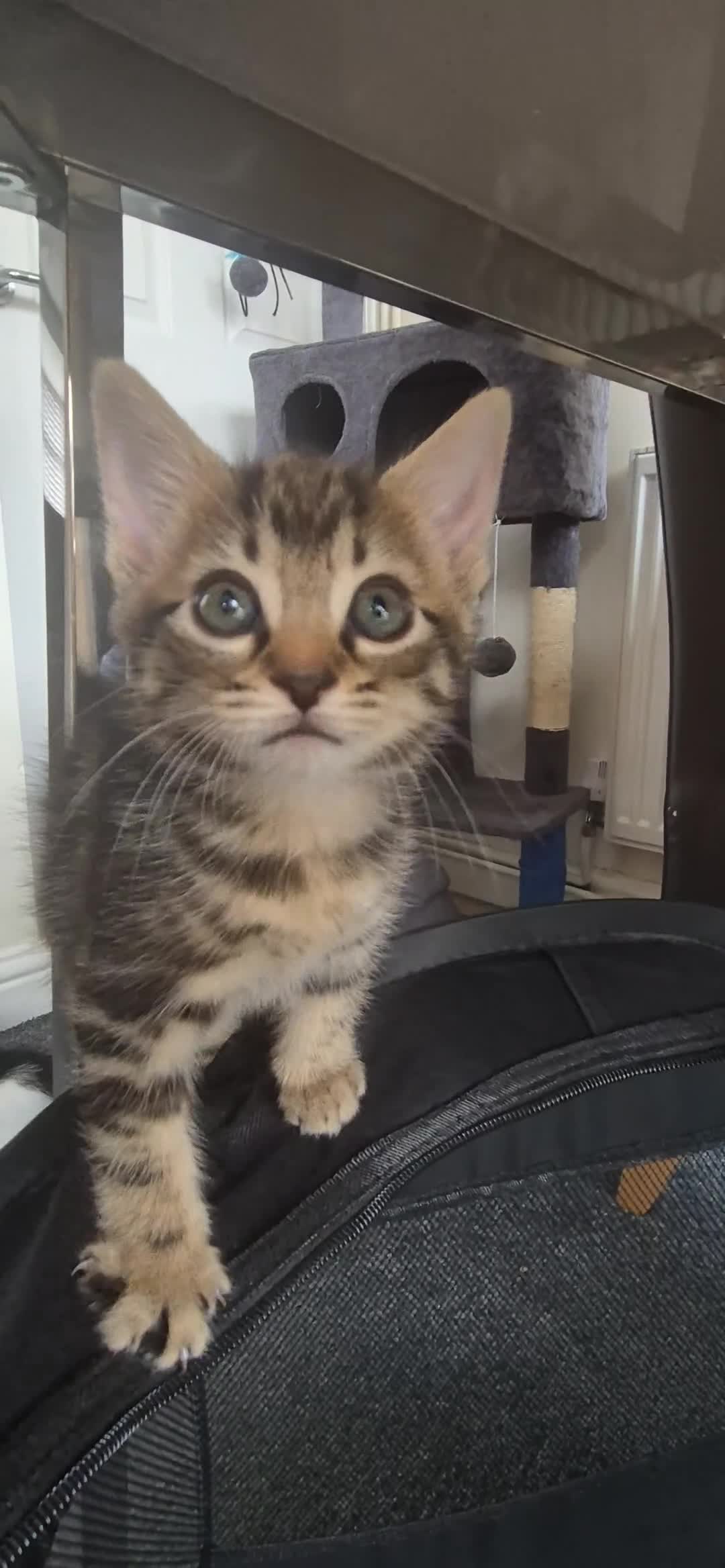 European cats for sale: Kitten for free - Video 4