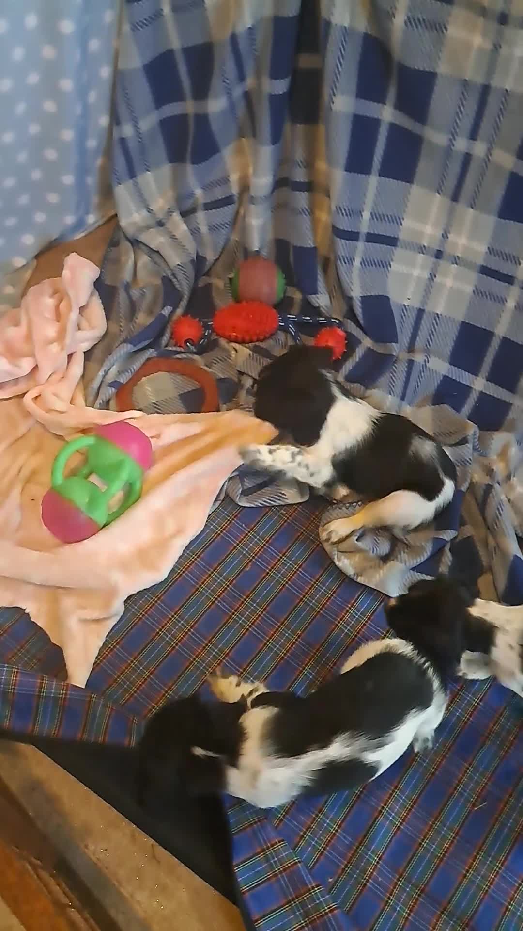 English Springer Spaniel dogs for sale: 1 black and white Springer Dog Pup for sale - Video 2