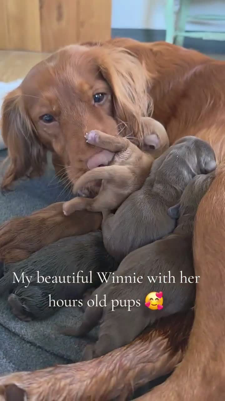 Cocker Spaniel dogs for sale: Stunning Working Cocker Pups KC Reg. - Video 1