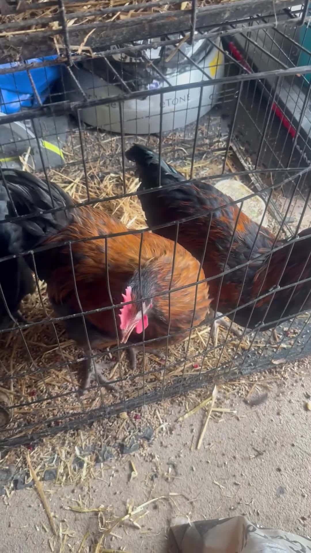 Chickens poultry for sale: 3 cockerels  - Video 1
