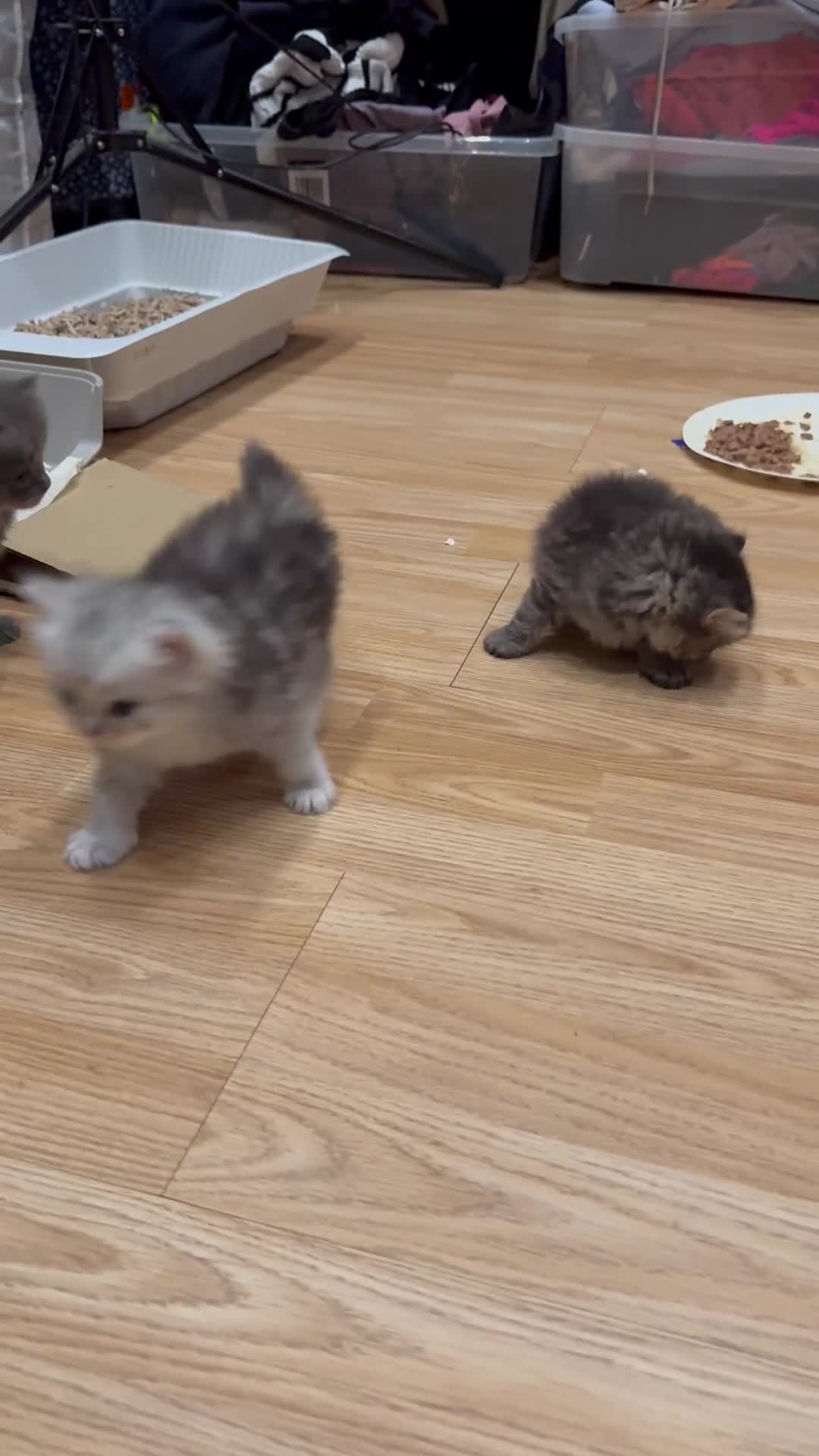 Perdoll cats for sale: Rare Perdolls  - Video 4