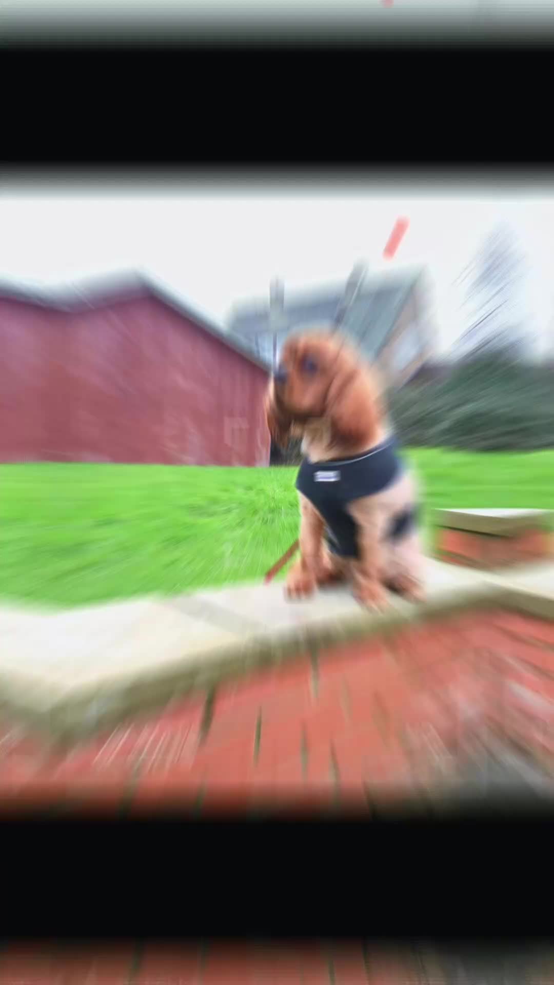 Cavalier King Charles Spaniel dogs for stud: Extensively health tested ruby STUD - Video 1