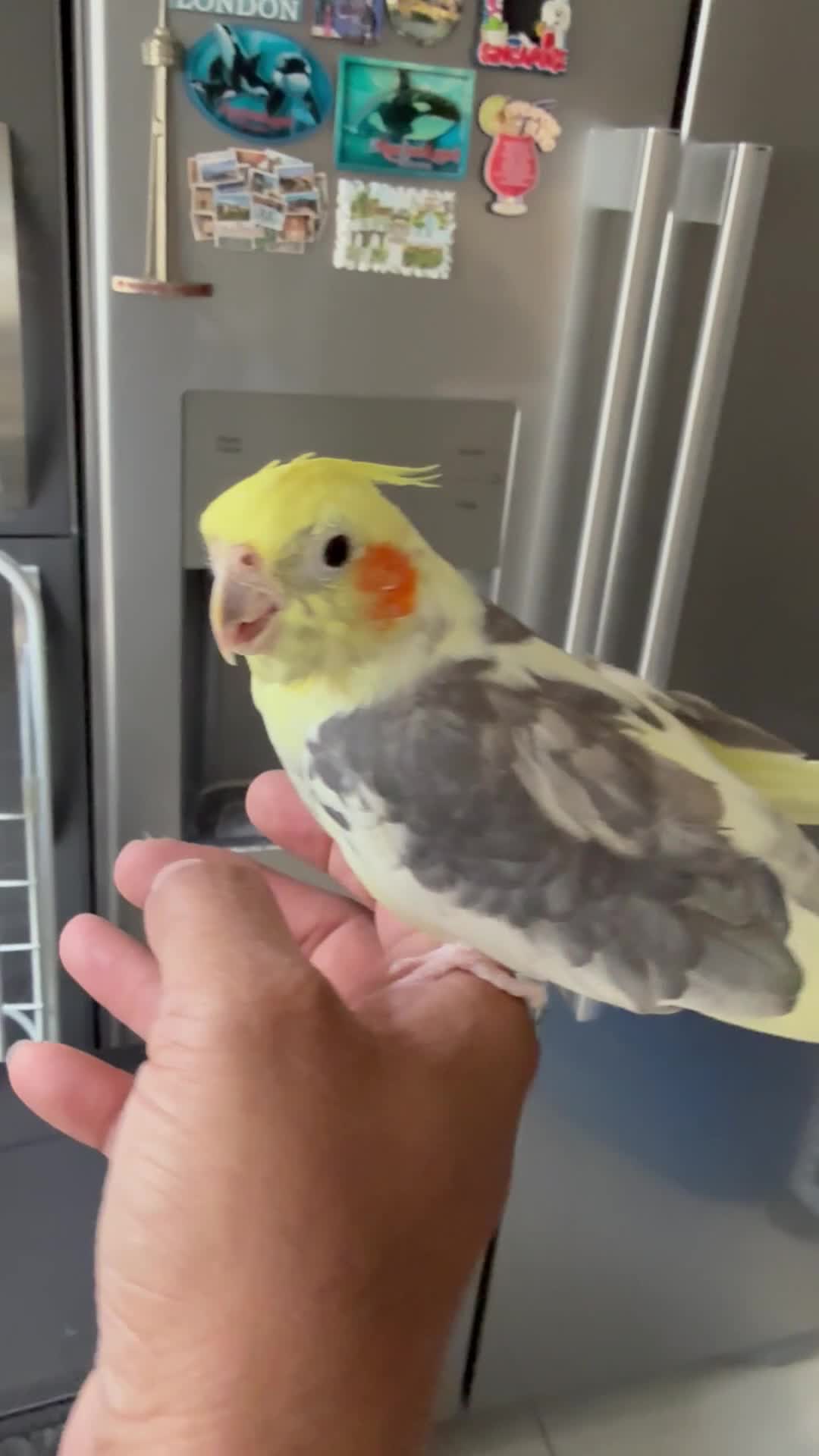 Cockatiels birds for sale: Friendly Tamed Pied Male Cockatiel & white fem.    - Video 2