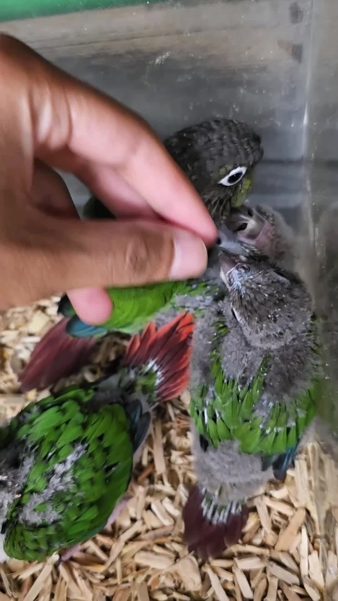 Conures birds for sale: Handreared Tame Baby Conures  - Video 1
