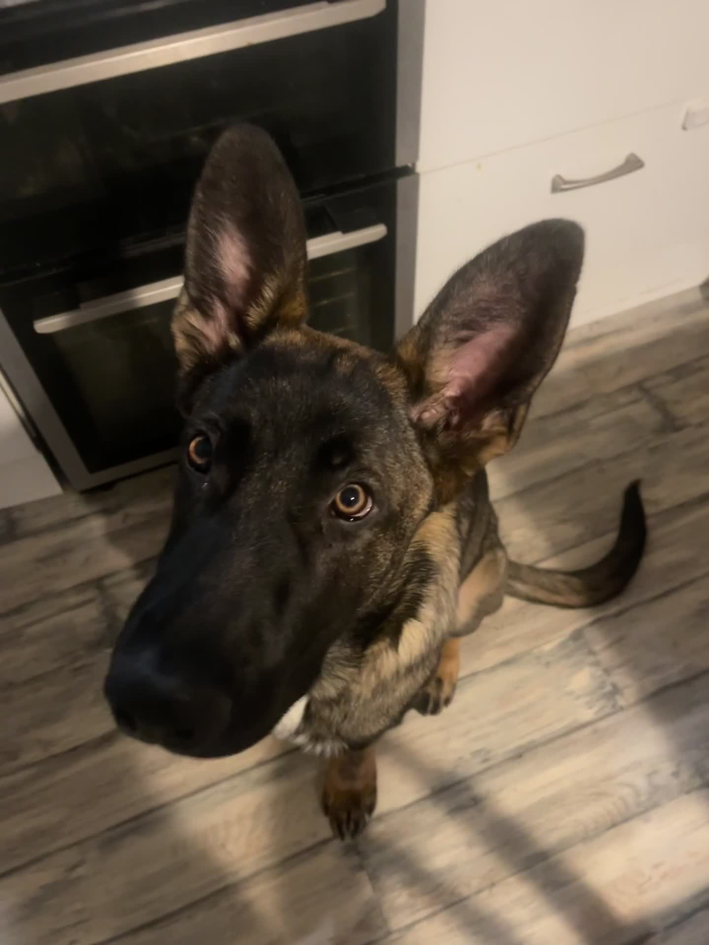 German Shepherd dogs for sale: Sadly looking for a new home 😢  - Video 3
