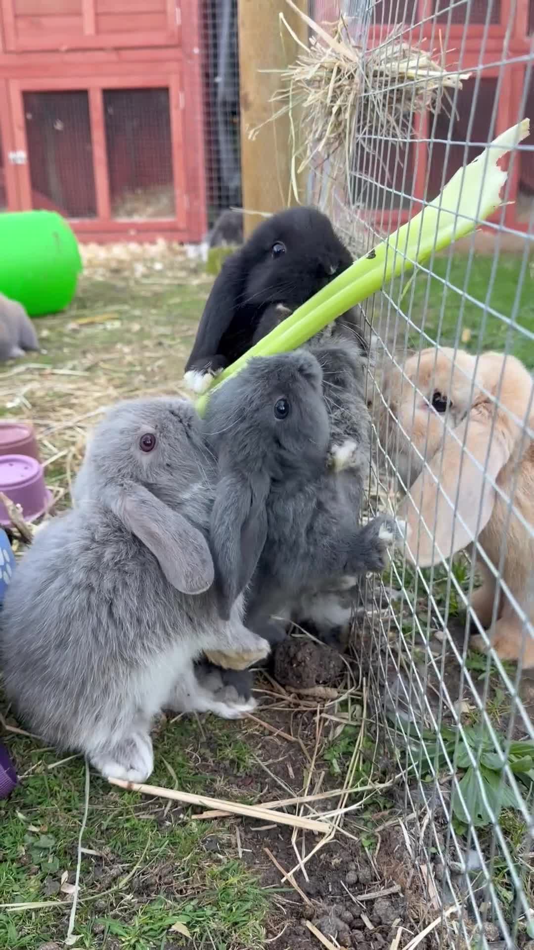 Mini Lop rabbits for sale: Pure mini lops, otters, grey, blue - Video 1