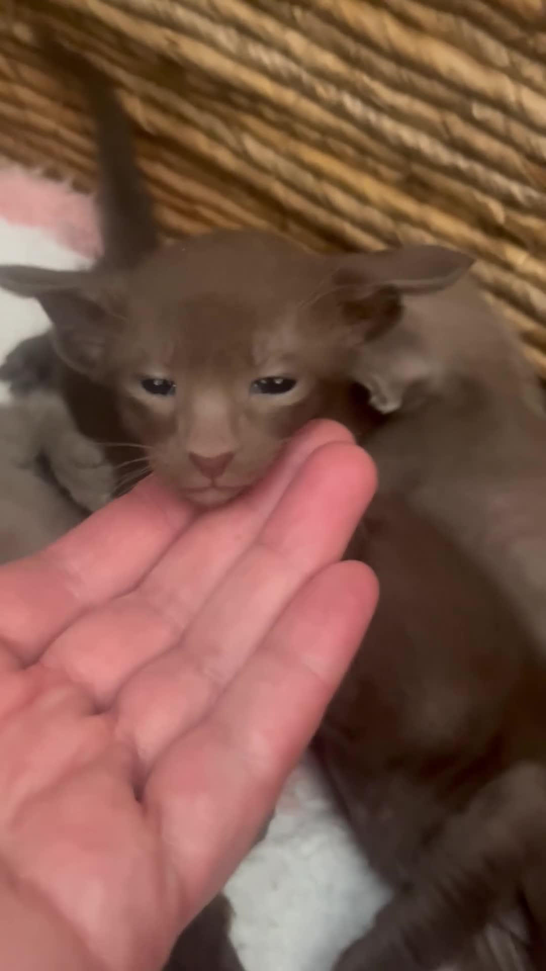 Oriental cats for sale: Supreme pedigree GCCF registered oriental kittens - Video 1