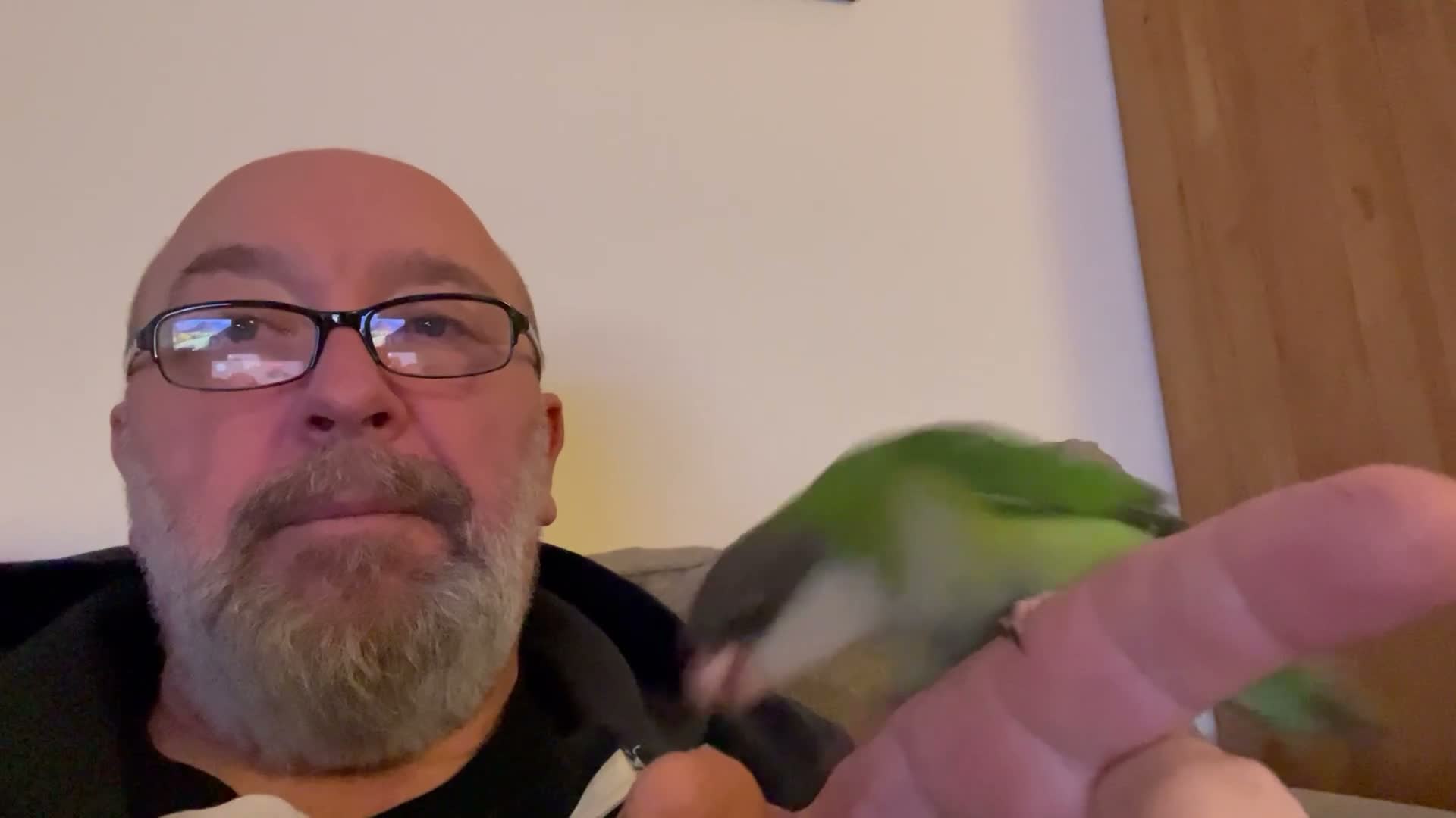 Parakeets birds for sale: Sierra parakeets hand reared silly tame  in ELY - Video 1