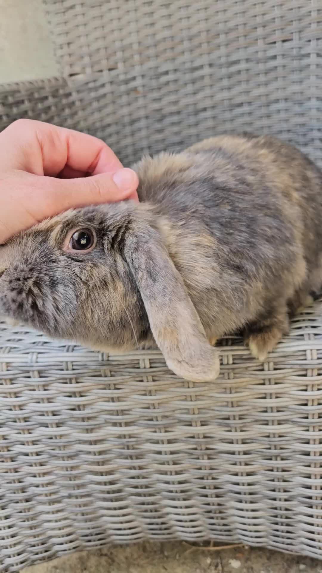 Mini Lop rabbits for sale: Female mini lop - Video 1