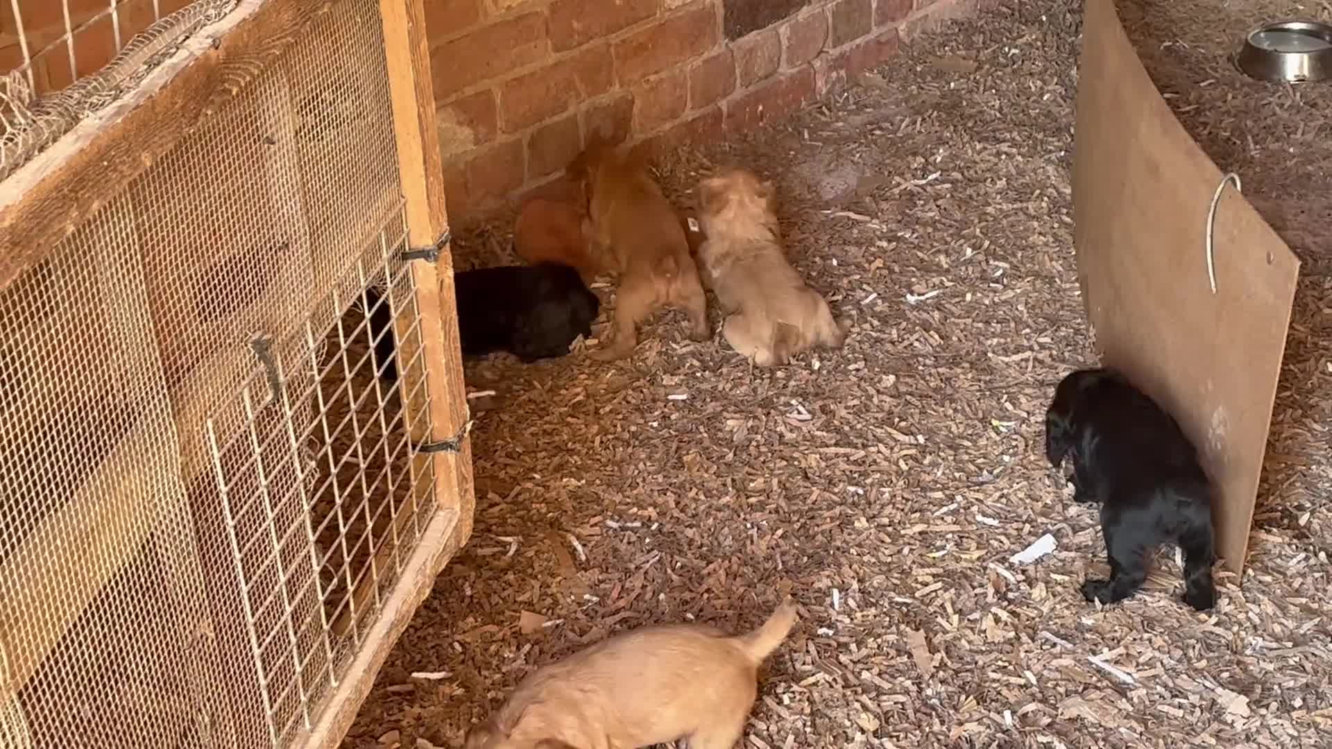 Cocker Spaniel dogs for sale: Gamekeeper bred working Cocker Spaniels - Video 1
