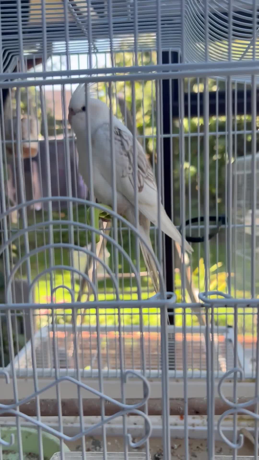 Cockatiels birds for sale: Beautiful baby cockatiels  - Video 1