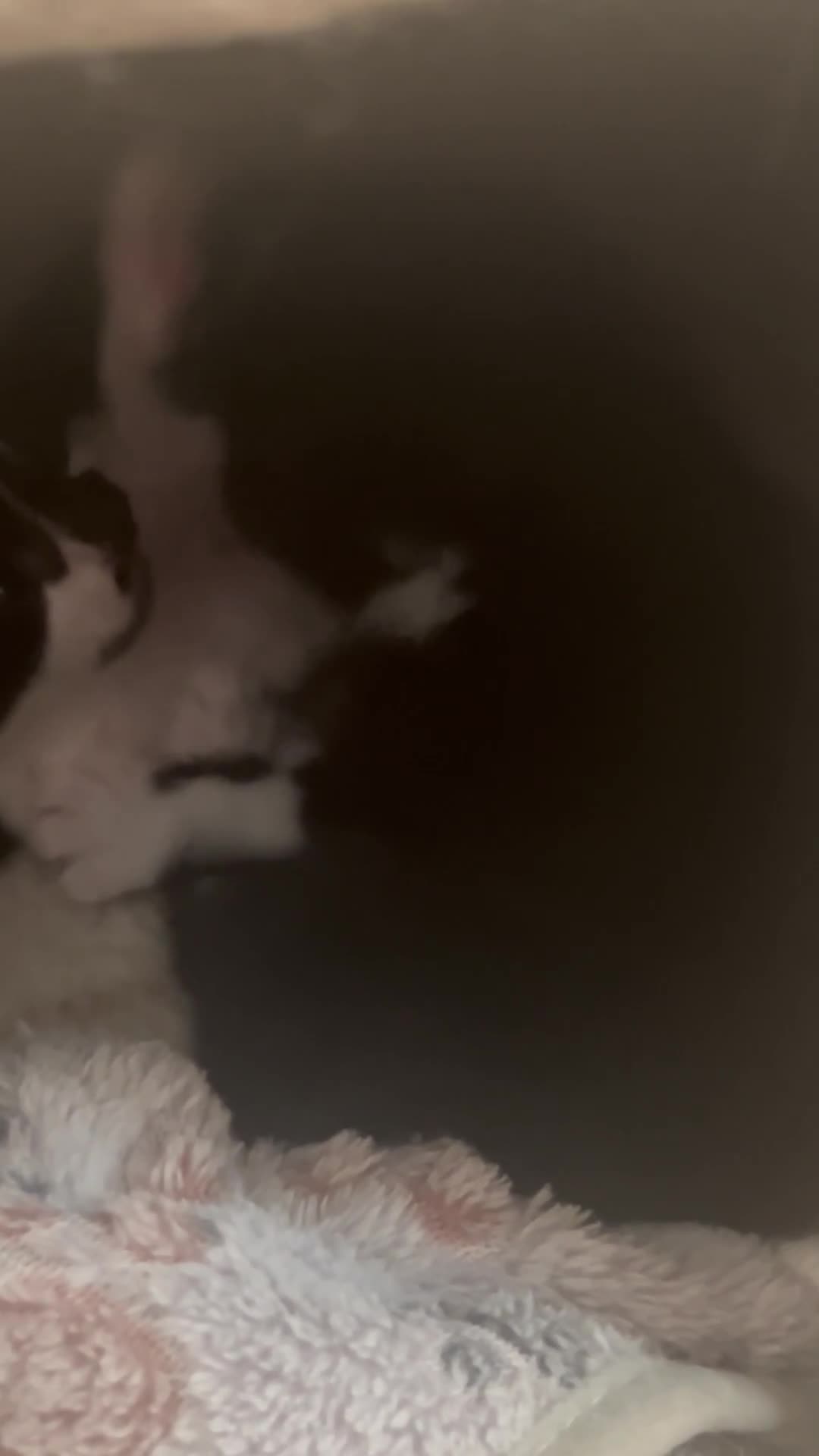 Ragdoll cats for sale: Ragdoll mix 4 kittens  in Oxford - Video 3