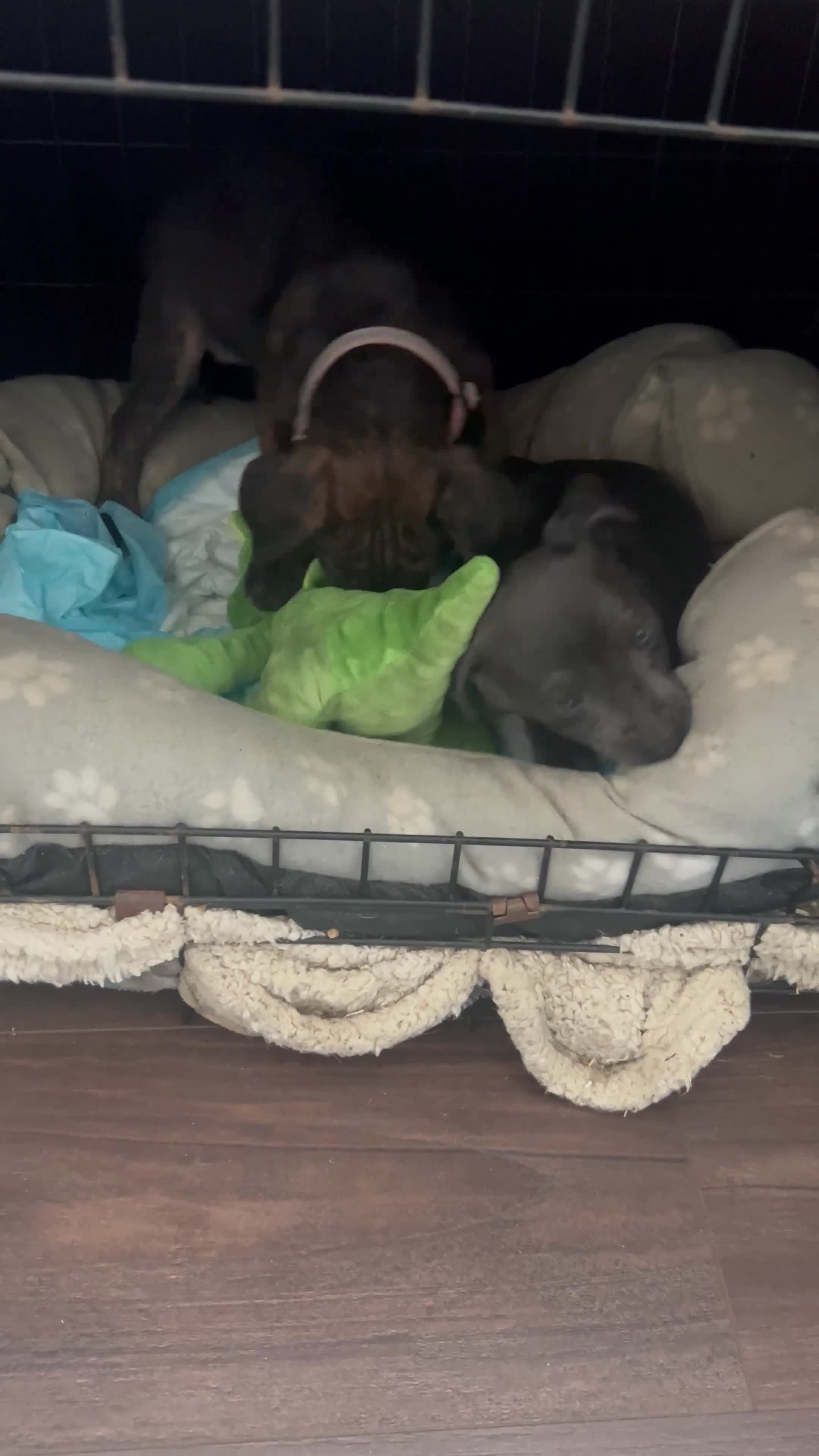 Jack Russell dogs for sale: Blue & Black Brindle Jack Russells - Video 2