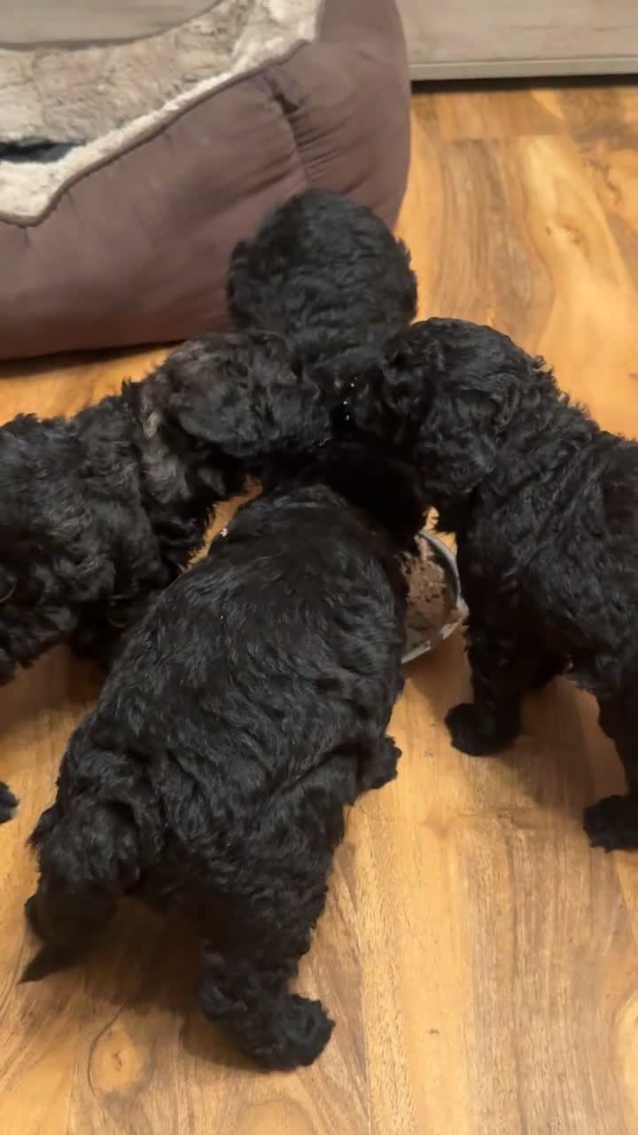 Mixed Breed dogs for sale: Gorgeous miniature poodles in Peterborough - Video 1