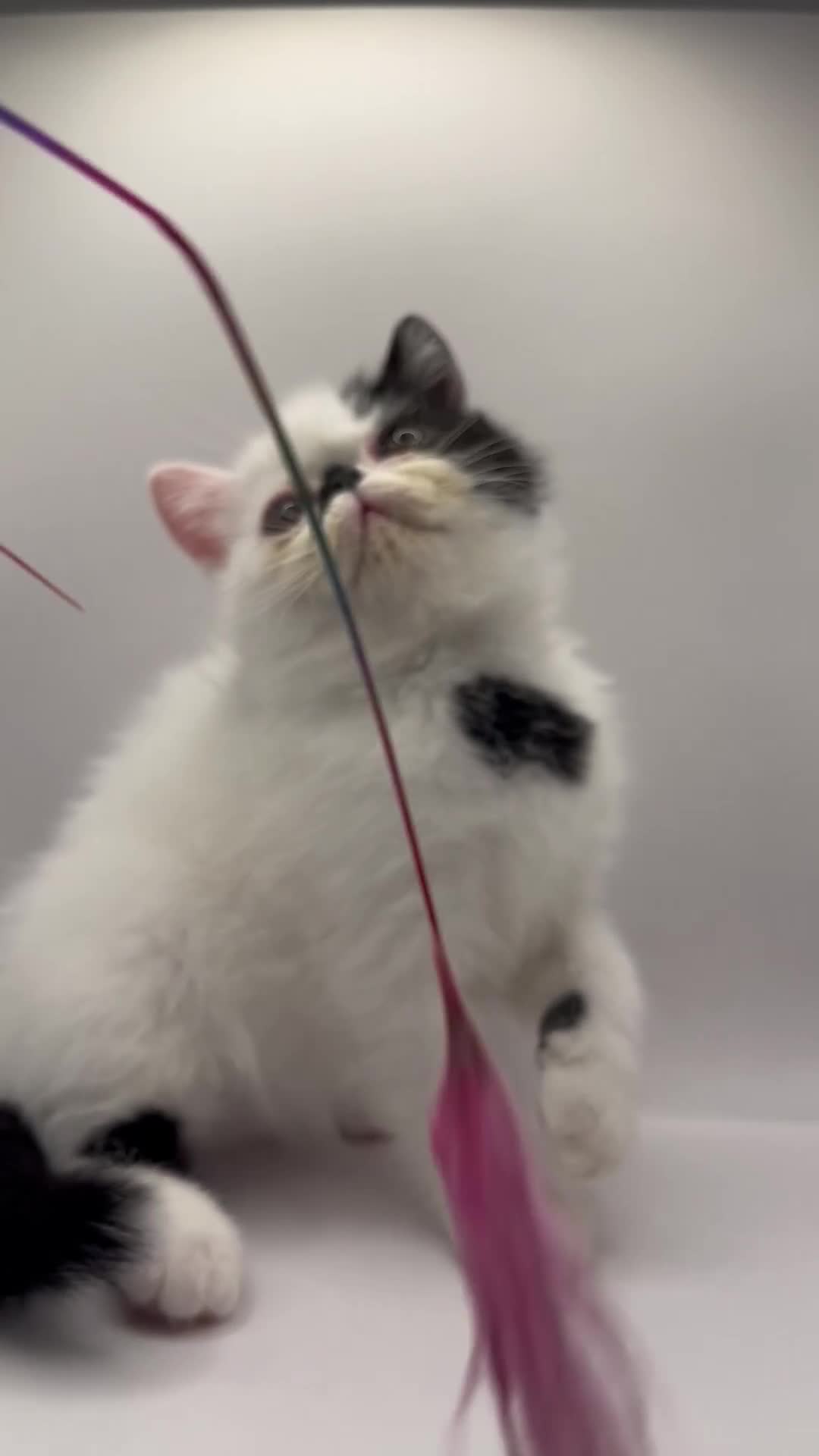 Exotic cats for sale: Exotic kittens  - Video 2