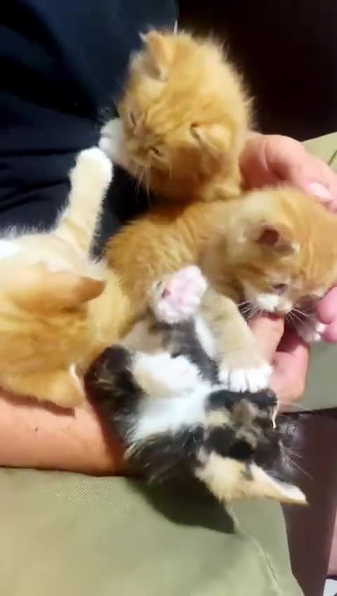 European cats for sale: Adorable Ginger Kittens Looking for Loving Homes - Video 1