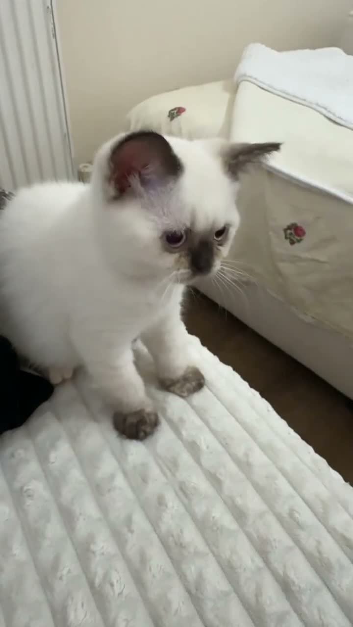 British Shorthair cats for sale: Beautiful, Friendly Kitten – GCCF Registered - Video 1