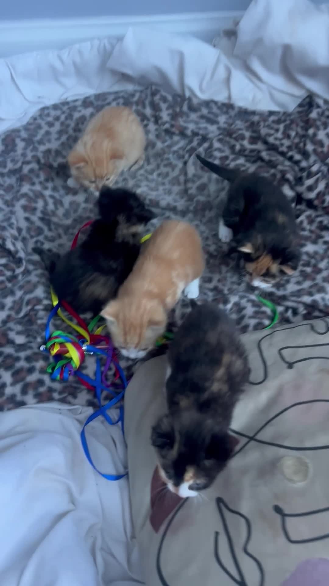 Mixed Breed cats for sale: Beautiful 6 Kittens in Peterborough - Video 1