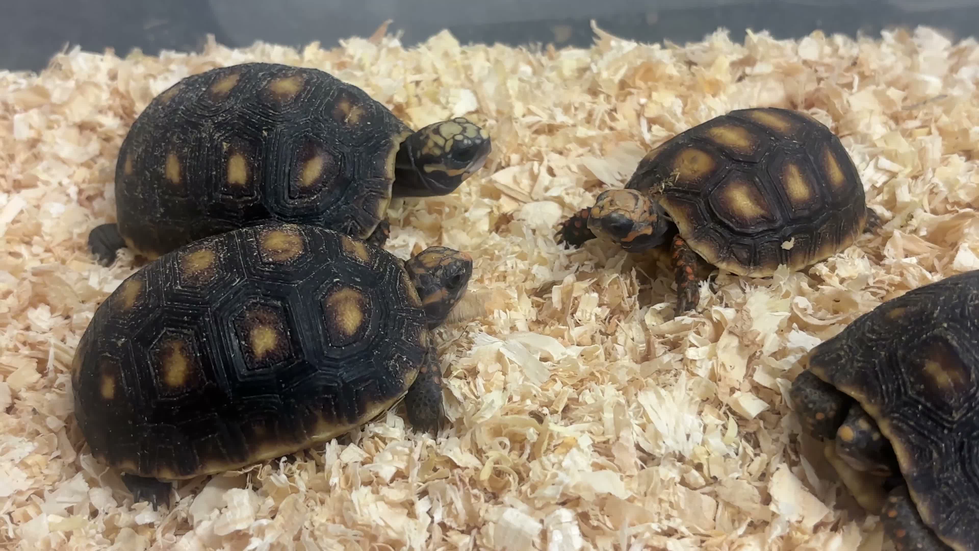 Tortoise reptiles for sale: Baby Red Foot Hatchlings - Video 2