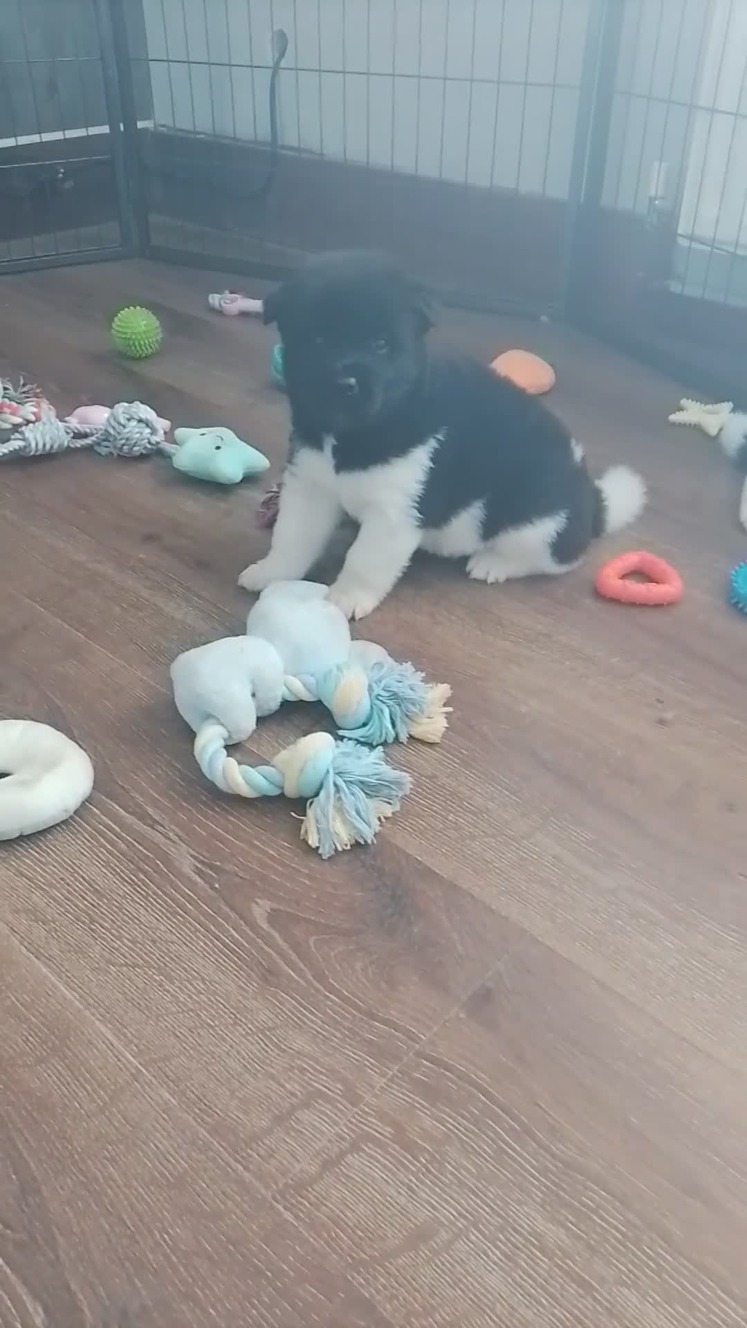 Akita dogs for sale: American Akita's  - Video 1