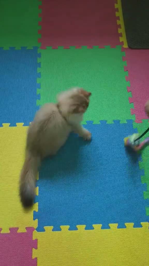 British Longhair cats for sale: 🌟 Stunning Golden Shaded British Longhair Girl 🌟 in Corby - Video 3