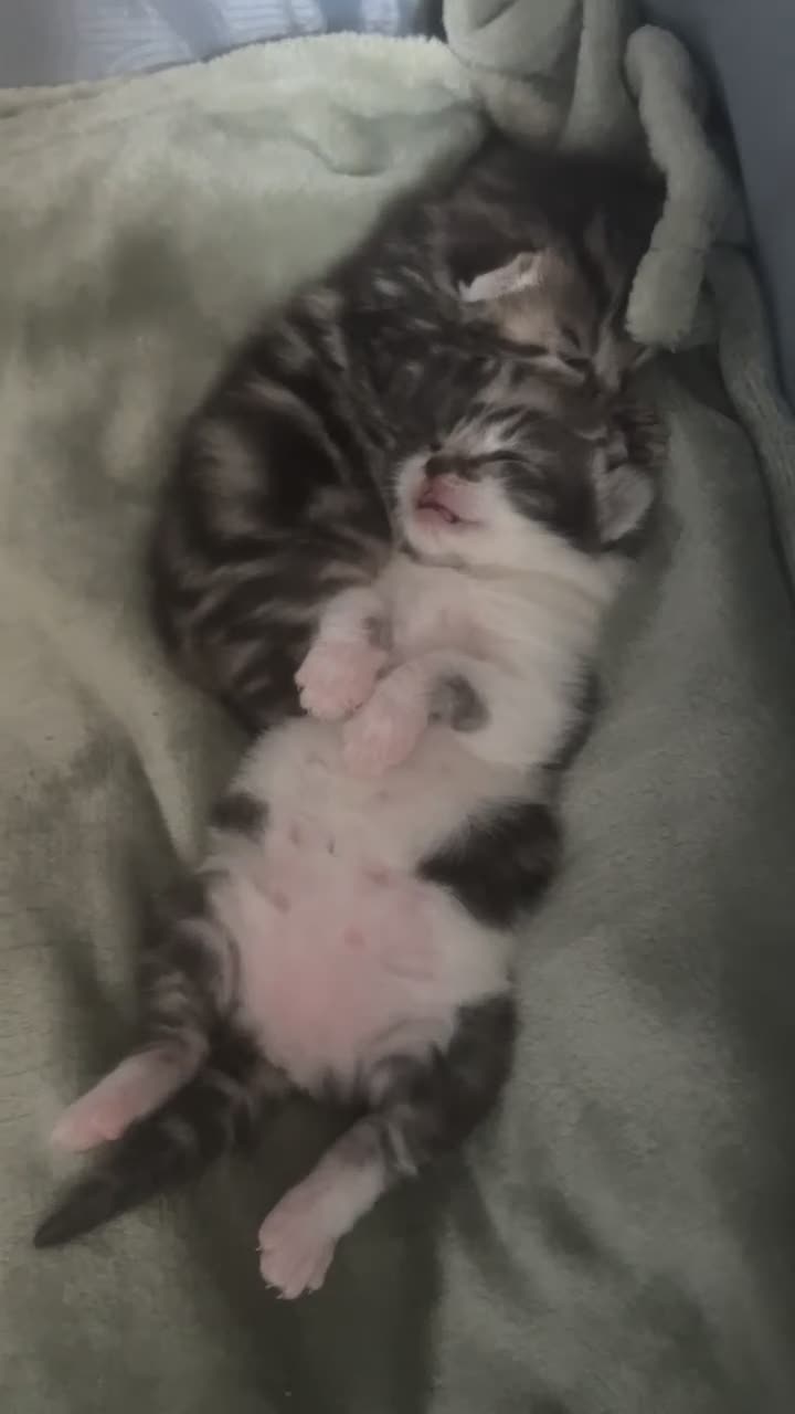 Mixed Breed cats for sale: 💕Beautiful kittens looking for loving homes💕 - Video 1