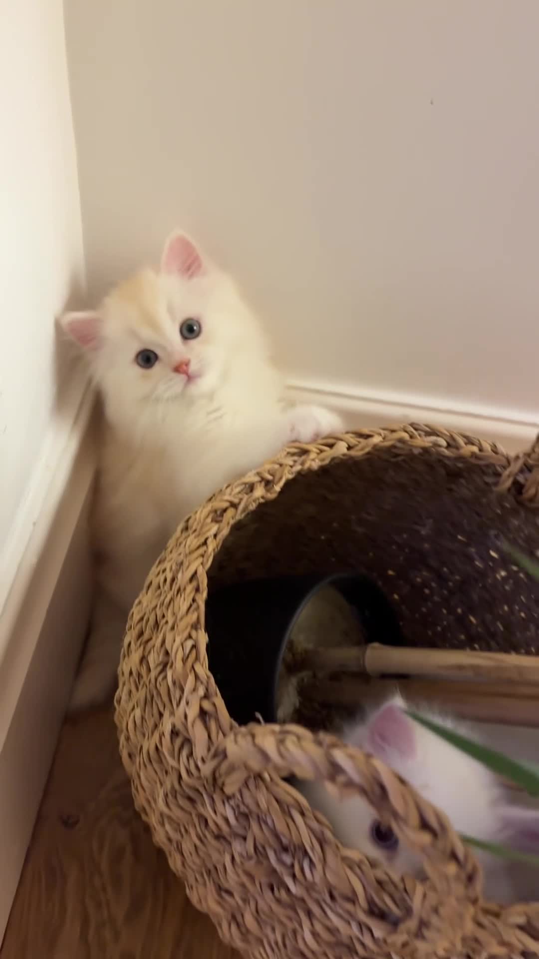 Mixed Breed cats for sale: Persian/ragdoll  - Video 2