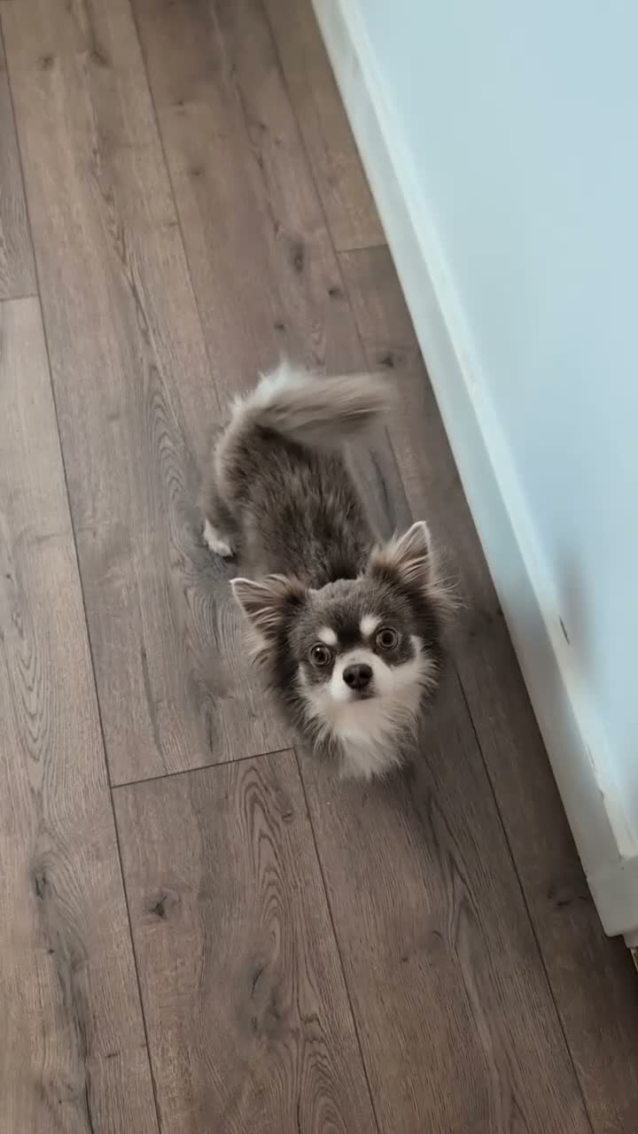 Chihuahua dogs for sale: 3 Year Old Chihuahua Long Coat - Video 1