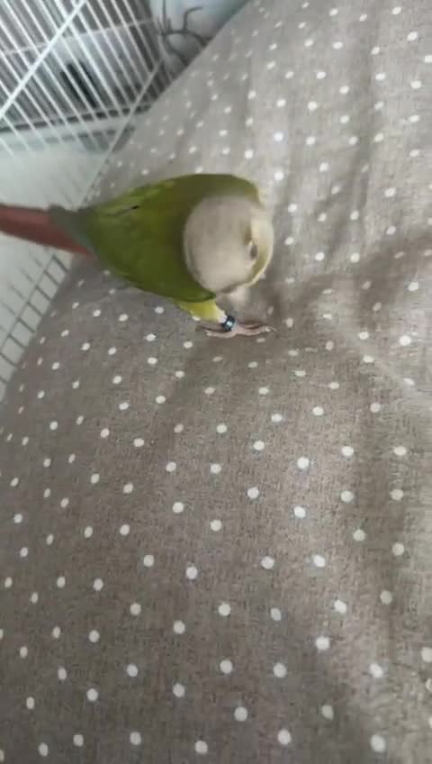 Conures birds for sale: Conure for sale  - Video 1