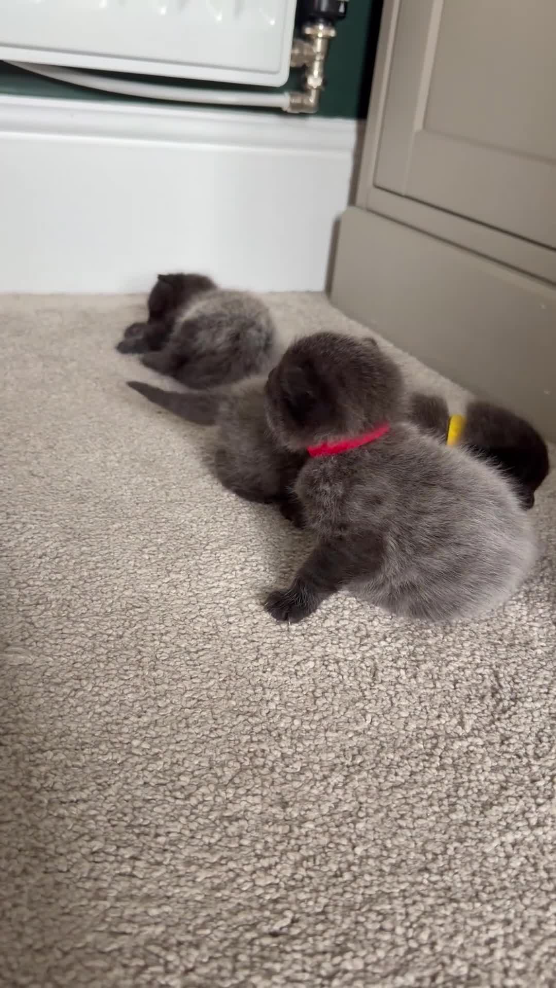 Mixed Breed cats for sale: Mixed Breed Kittens in Hinckley - Video 1