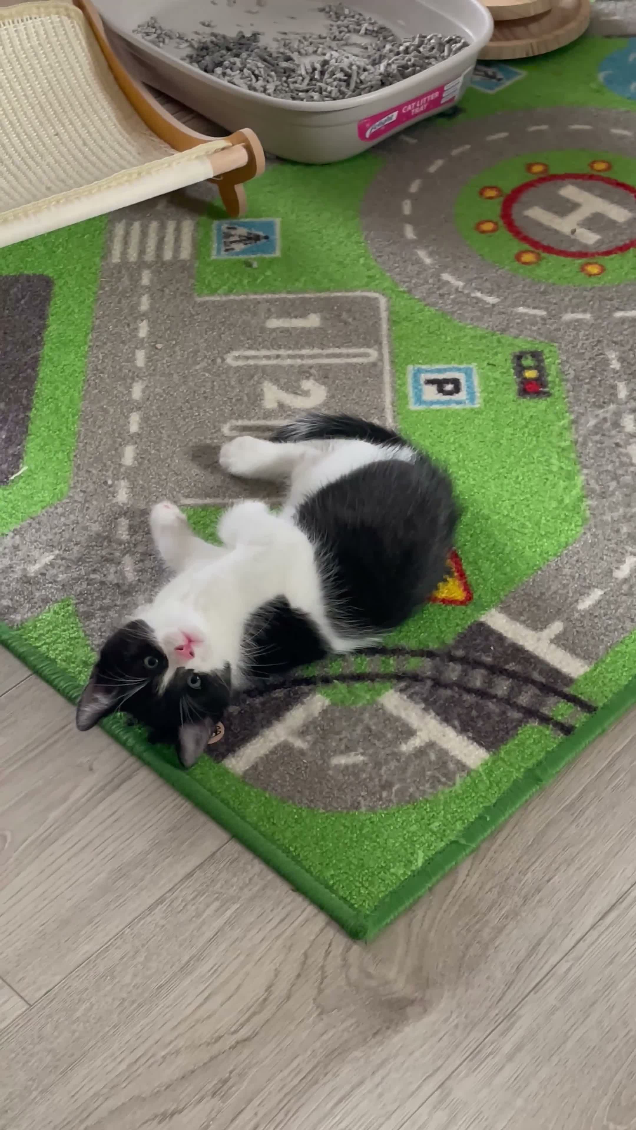 Mixed Breed cats for sale: Mixed bread tuxedo black and white - Video 3