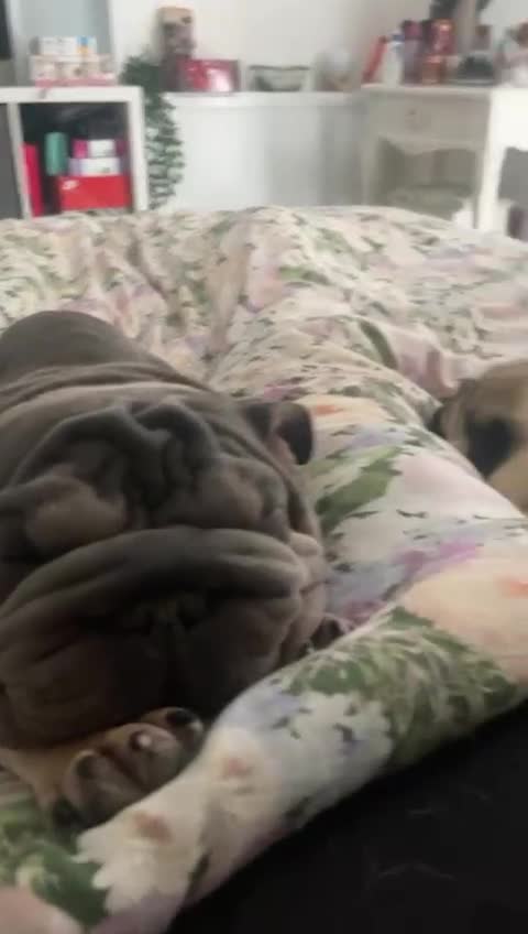 Mixed Breed dogs for sale: Well Behaved Frenchie (re-home) - Video 2