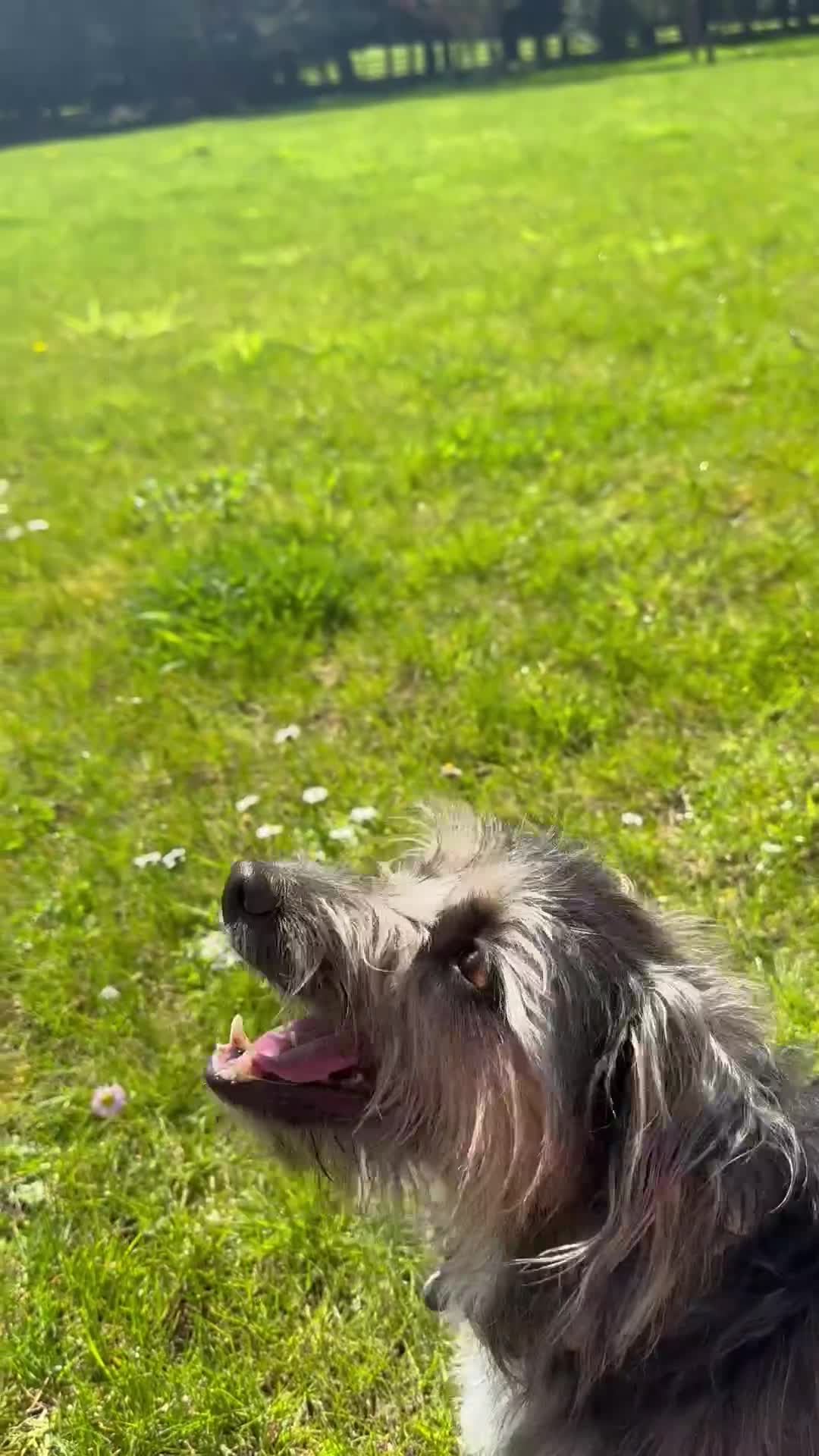 Jack Russell dogs for stud: Dog for stud  in Great Missenden - Video 1