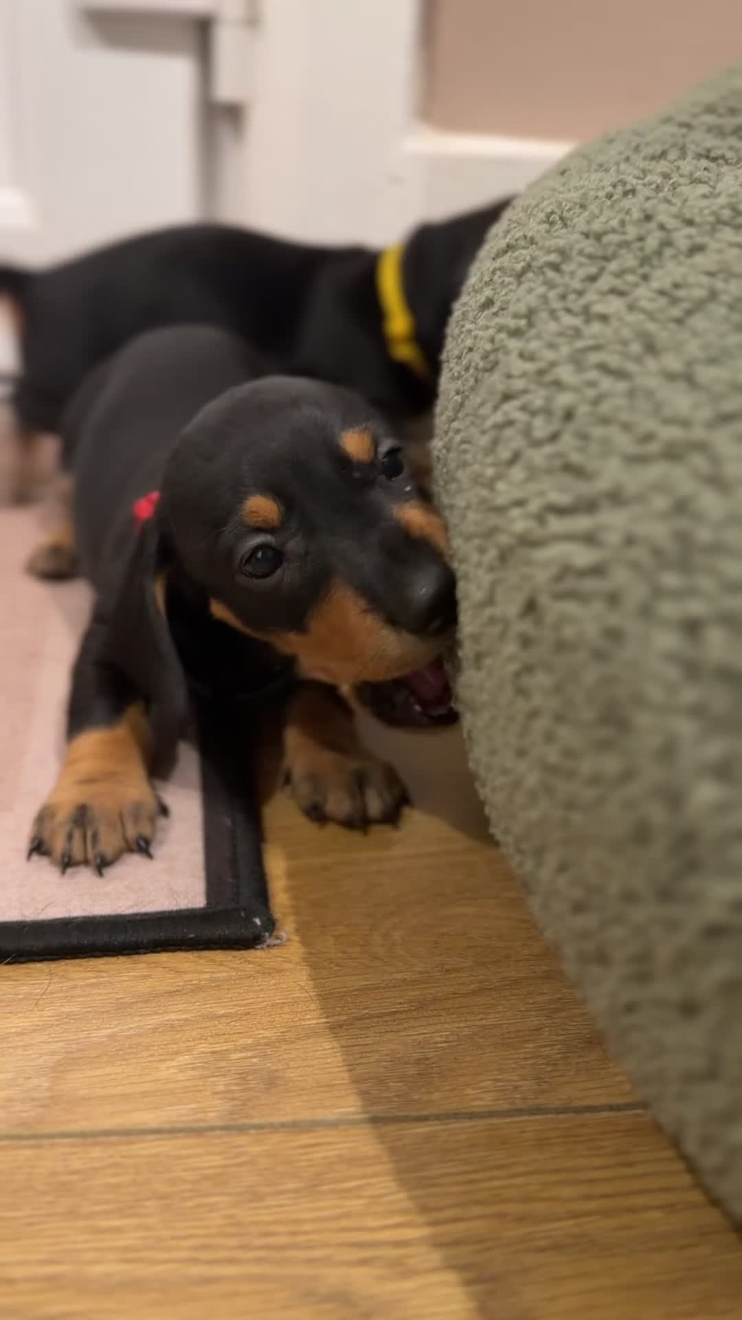 Dachshund dogs for sale: Dachshund Puppies - Ready to reserve - Video 3