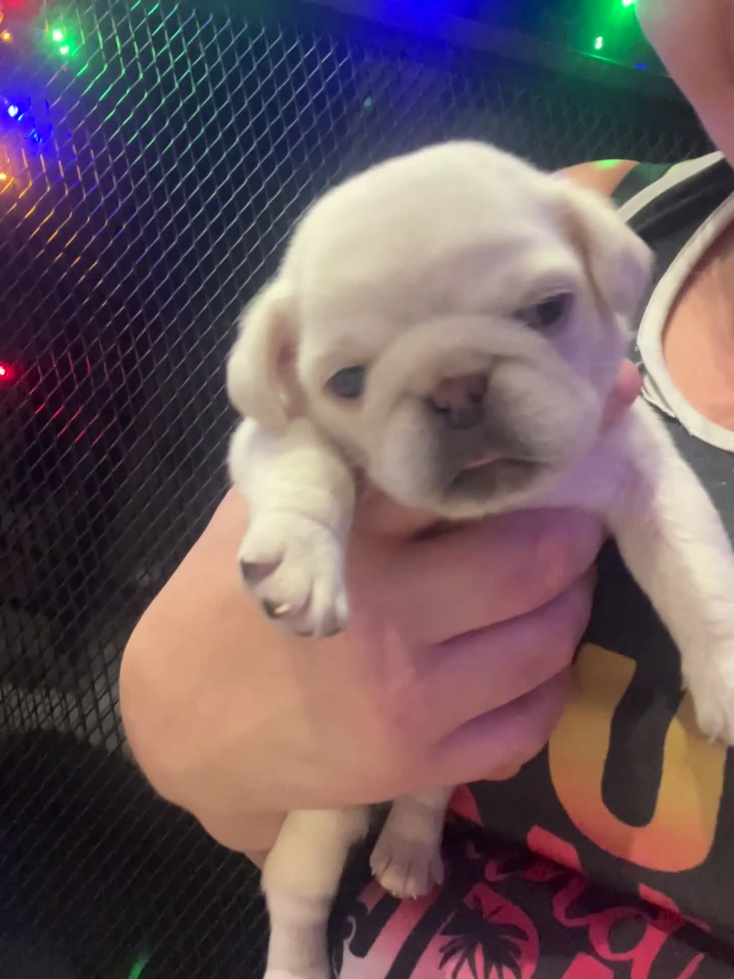Pug dogs for sale: BEAUTIFUL WHITE PUG PUPS - Video 1