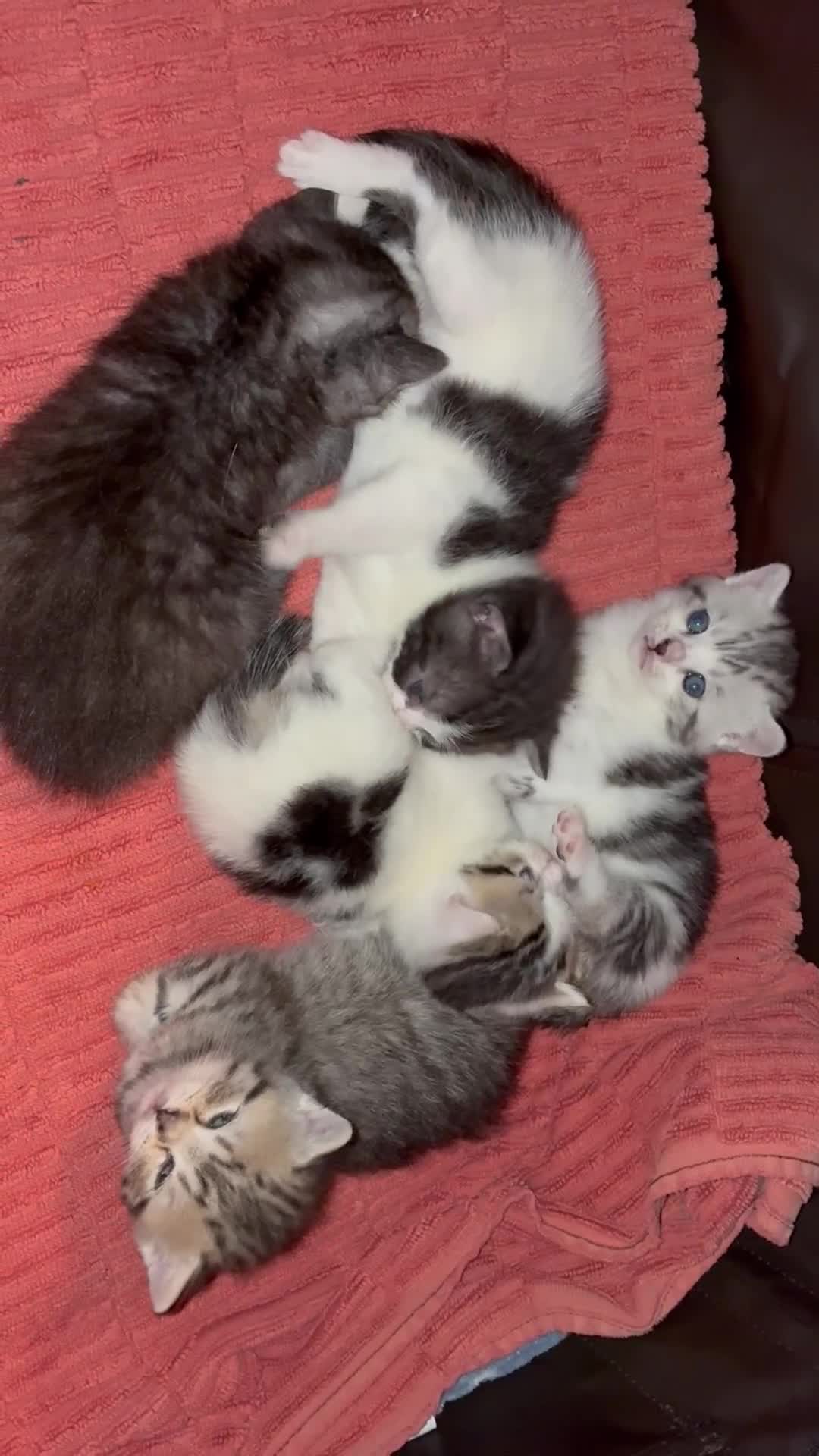 British Shorthair cats for sale: Sweet British Shorthair X Kittens - Video 1