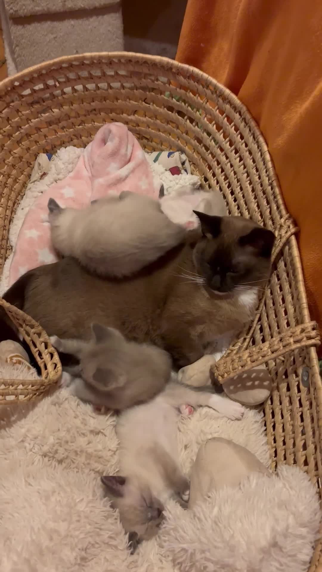 Tonkinese cats for sale: Exquisite Tonkdolls - Video 1