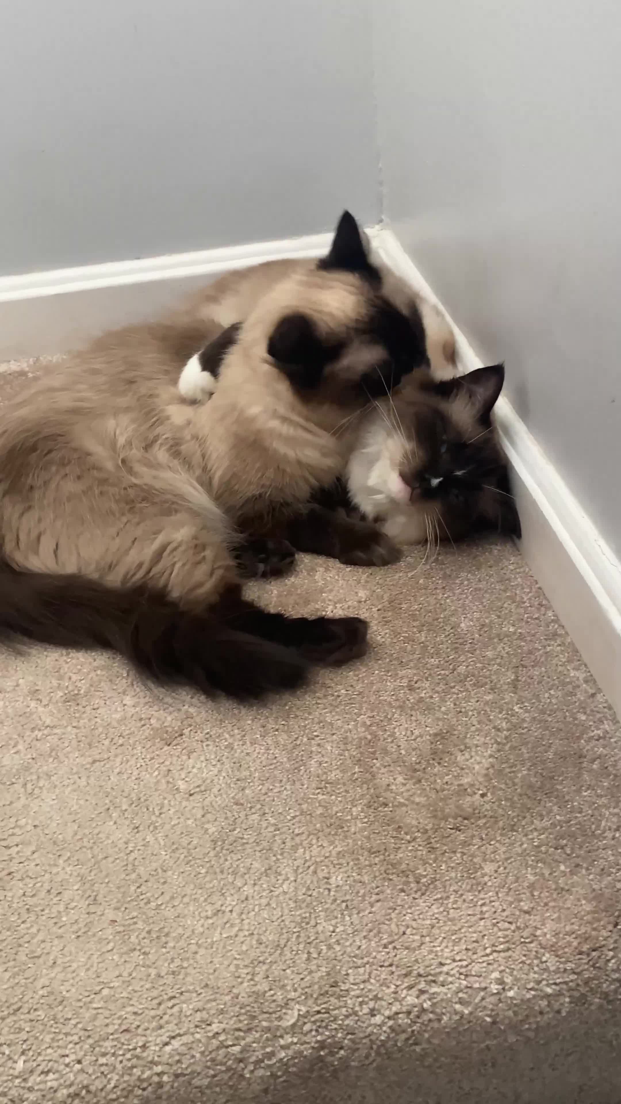 Ragdoll cats for sale: 2 Ragdoll sisters  for adoption  - Video 1