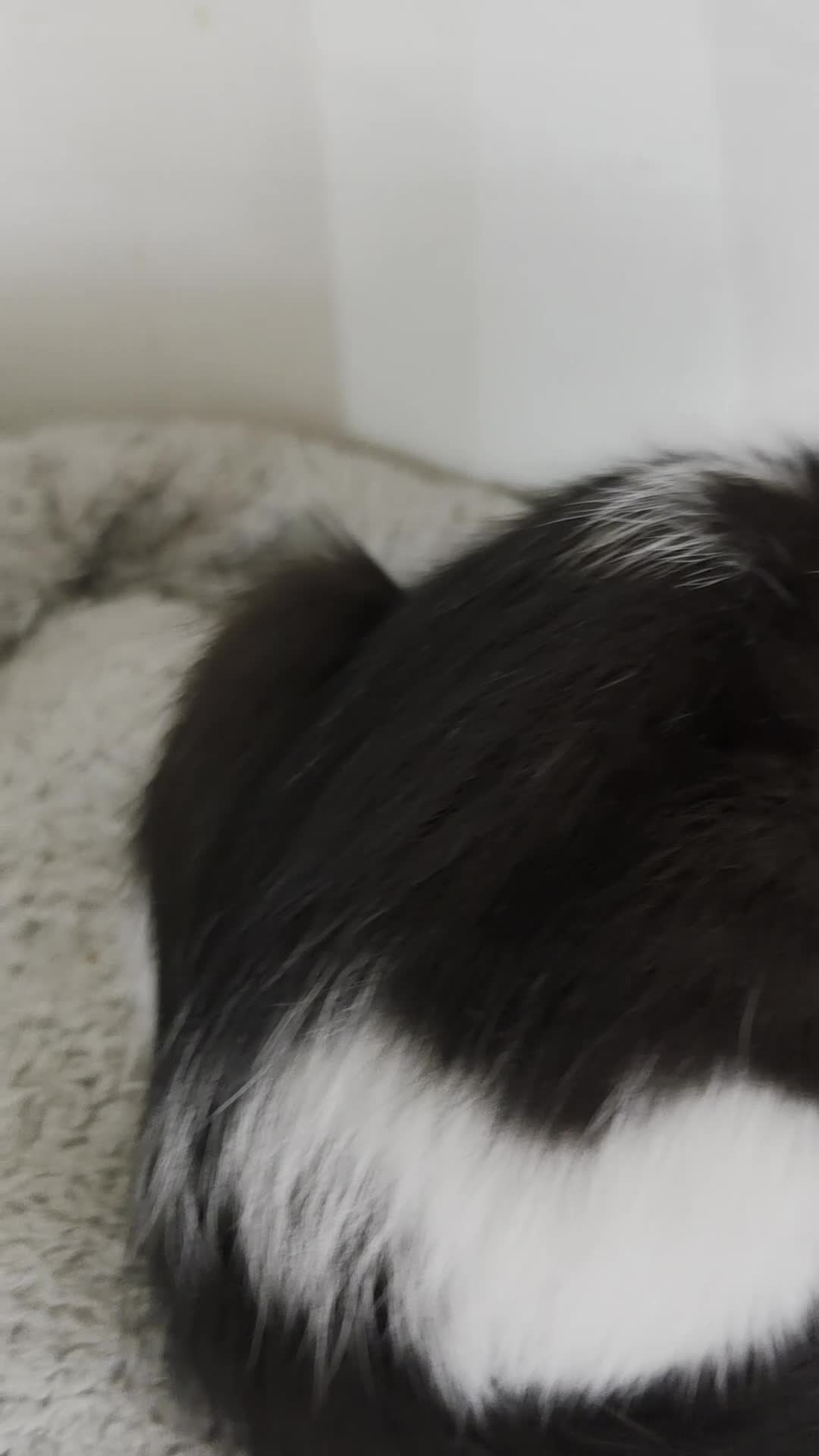 Mixed Breed cats for sale: Mixed ragdoll  - Video 1