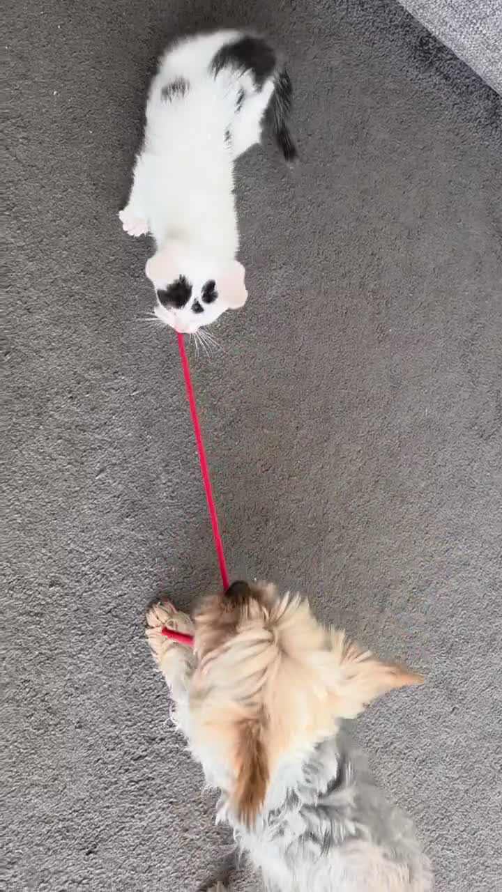Mixed Breed cats for sale: 8 weeks old female kitten  - Video 1