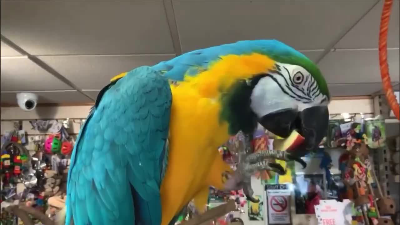 Macaws birds for sale: Blue and Yellow macaw for Rehoming  in London - Video 1