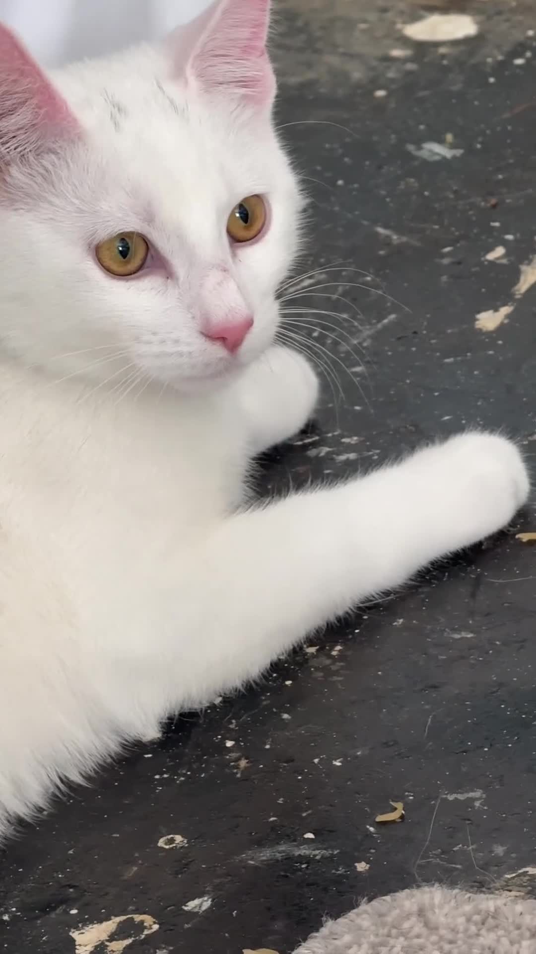 Mixed Breed cats for sale: Beautiful White with 2 black smudges loving kitten - Video 1