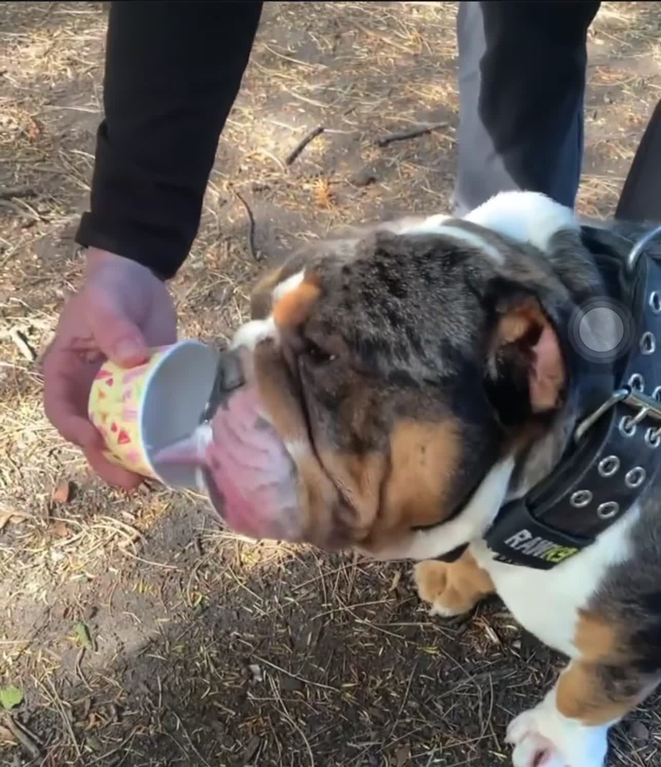 English Bulldog dogs for stud: BRUNO tri merl English bulldog ready for stud 🦍🦍 - Video 4