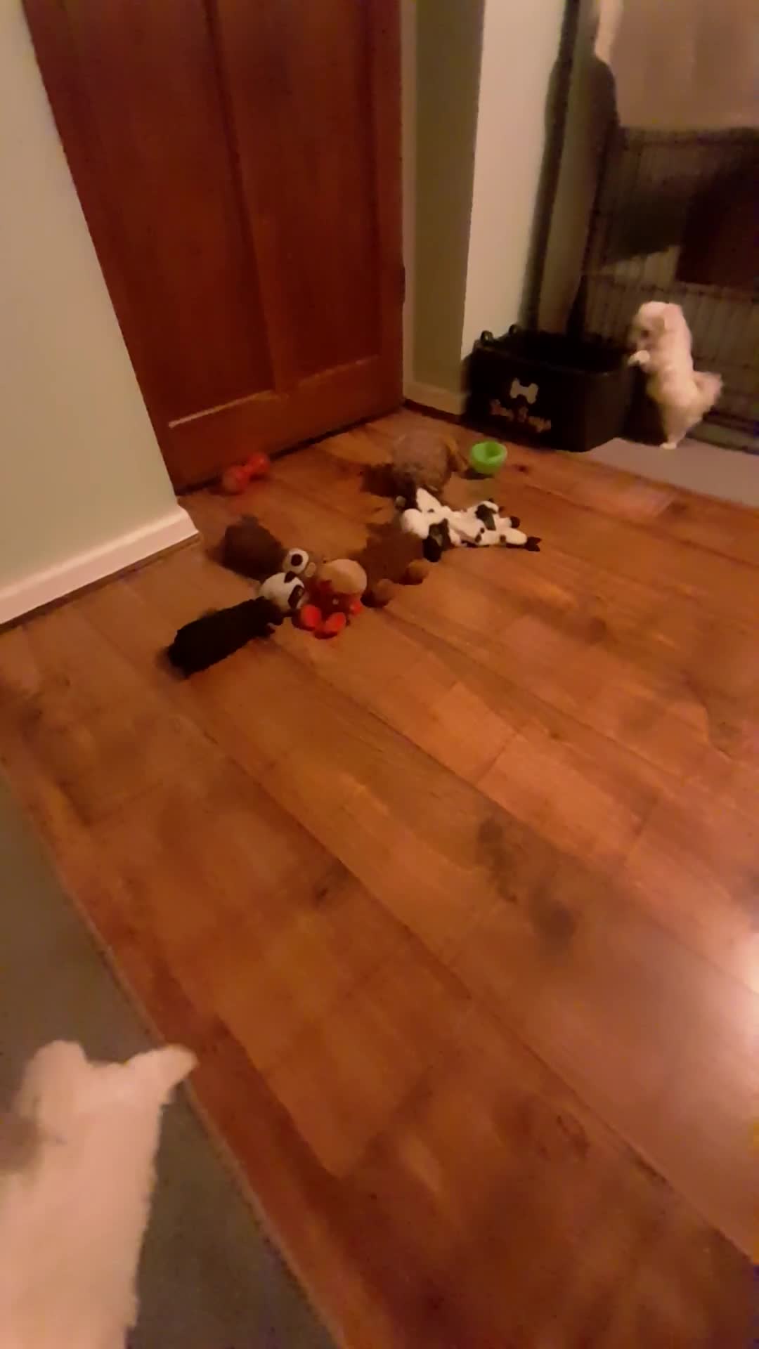 Maltese dogs for sale: 2 male maltese puppies  - Video 4