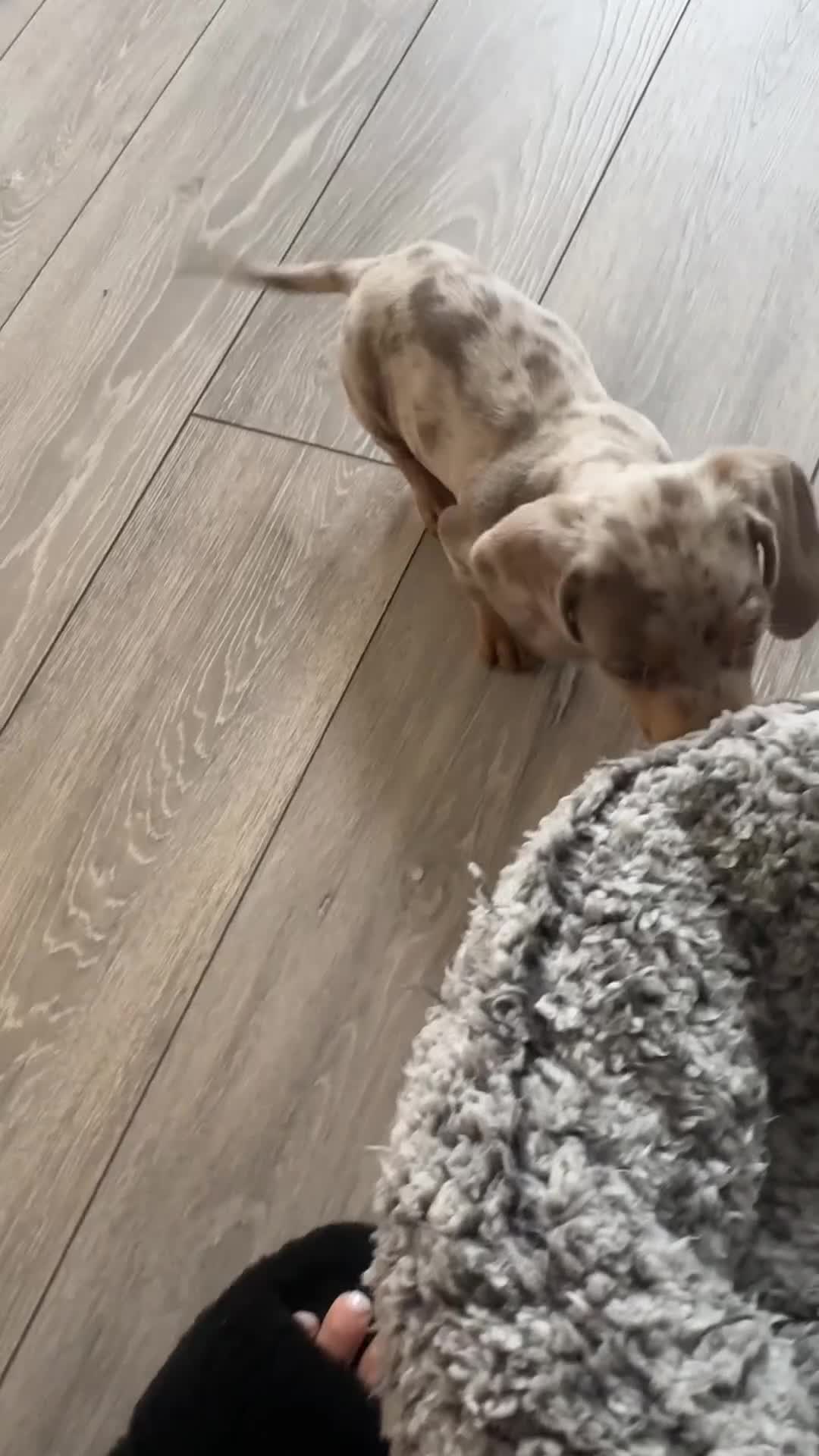 Miniature Dachshund dogs for sale: Miniature Dapple Isabella and Tan BOY - Video 1