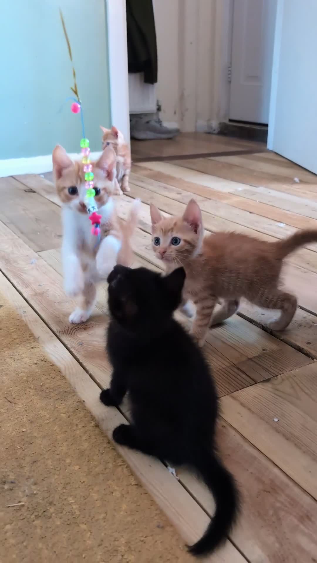 Mixed Breed cats for sale: Female and Male Ginger Kittens  - Video 1
