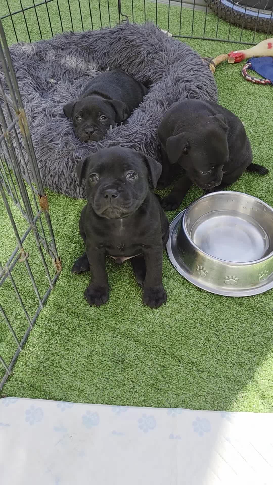 Staffordshire Bull Terrier dogs for sale: Kc registered Staffords  - Video 1