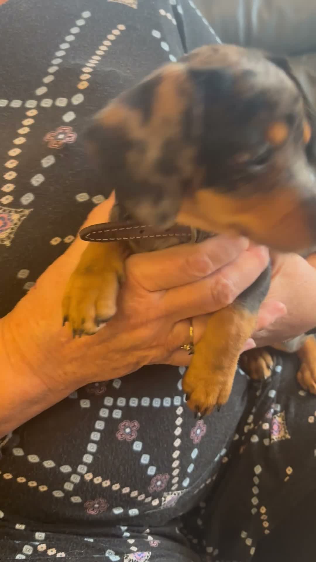 Mixed Breed dogs for sale: Dauschund x Pomeranian  - Video 2