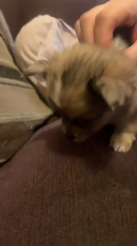 Mixed Breed dogs for sale: 4 pomchi puppies ready for new forever homes - Video 1