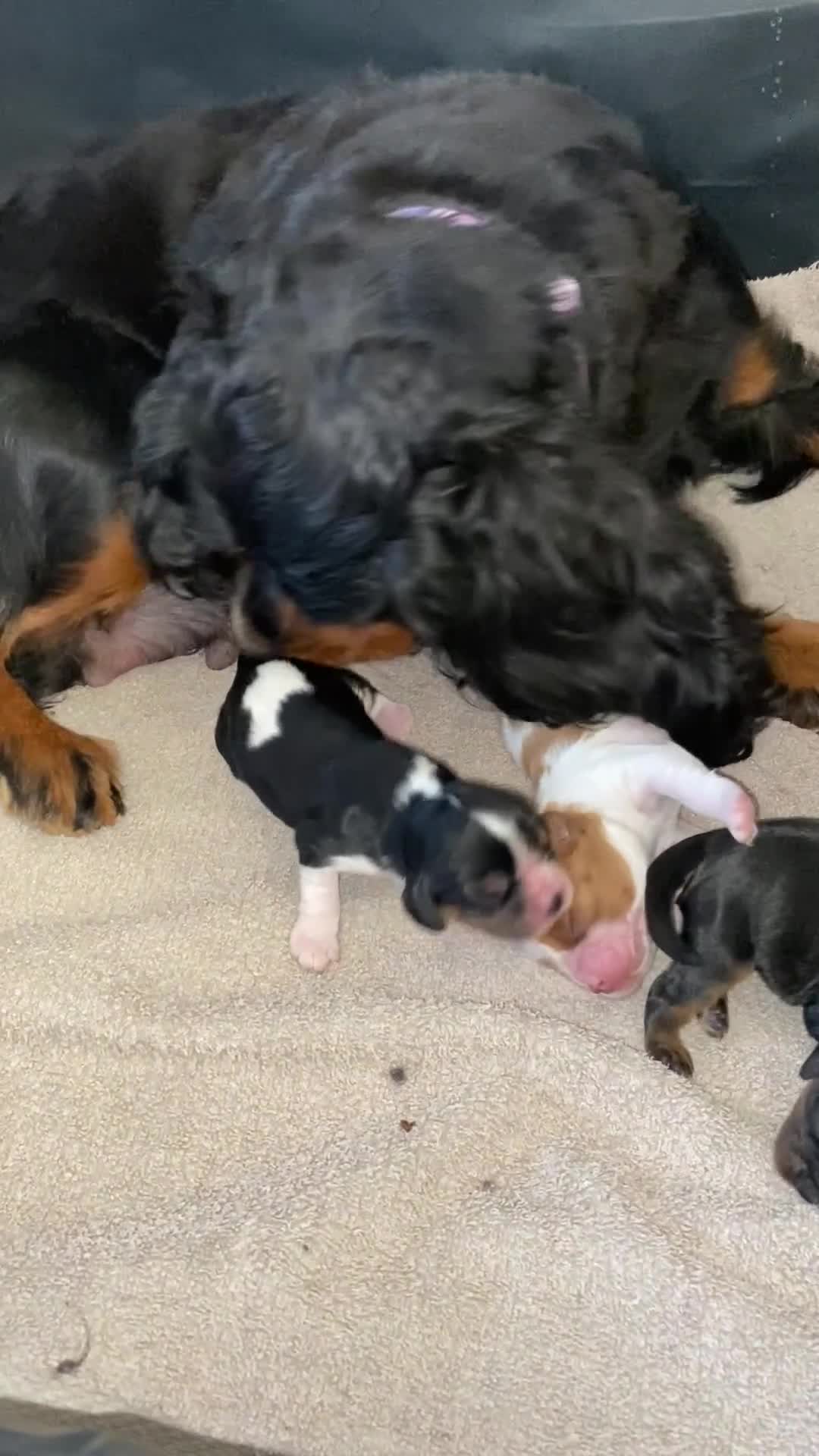 Cavalier King Charles Spaniel dogs for sale: Cavalier King Charles KC registered DNA 2 girls   - Video 2